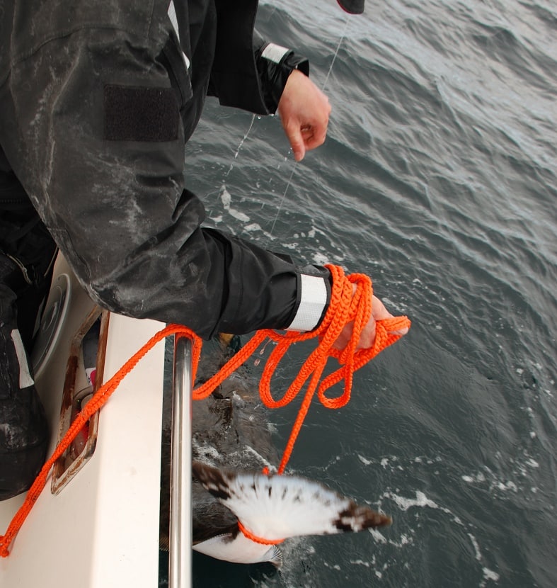 Runlock Catch & Release