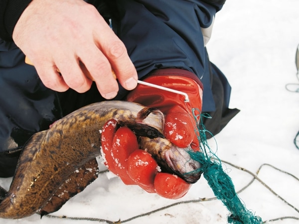 Fisksyl - Bild 2